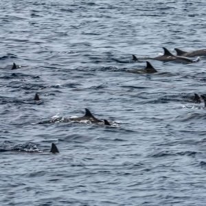 dolphin offering a show during for a Maldives family travel