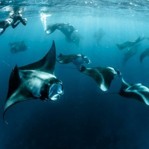 Family swimming with Manta Rays on a Maldives family vacation package offered by gusto travels