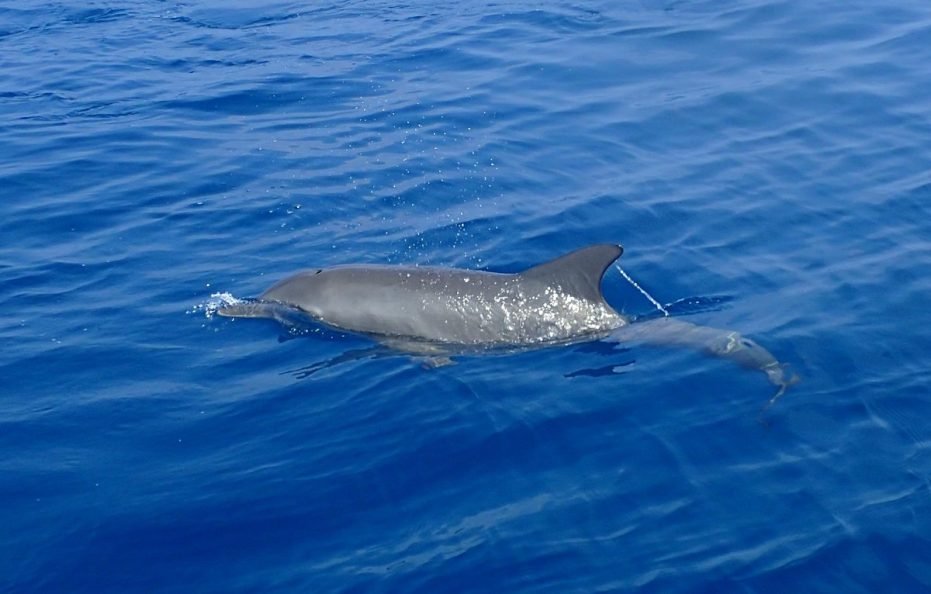 Makunudu Island