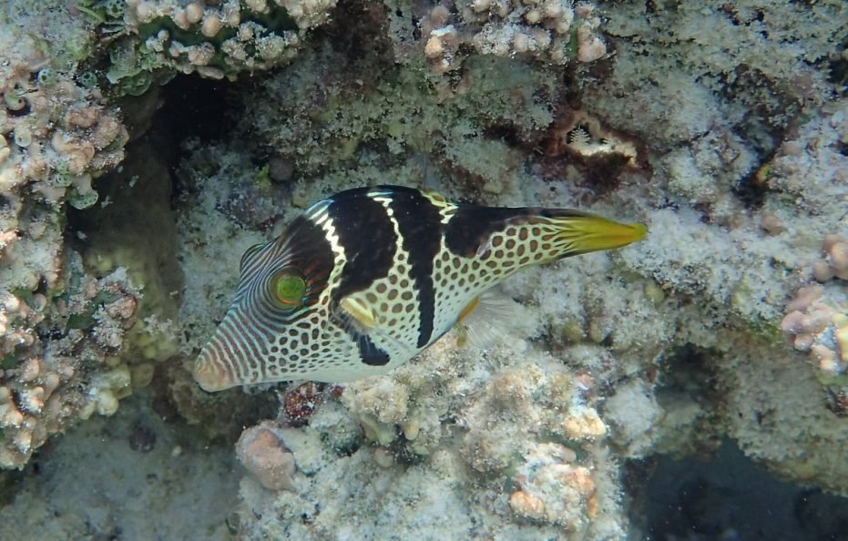 Makunudu Island