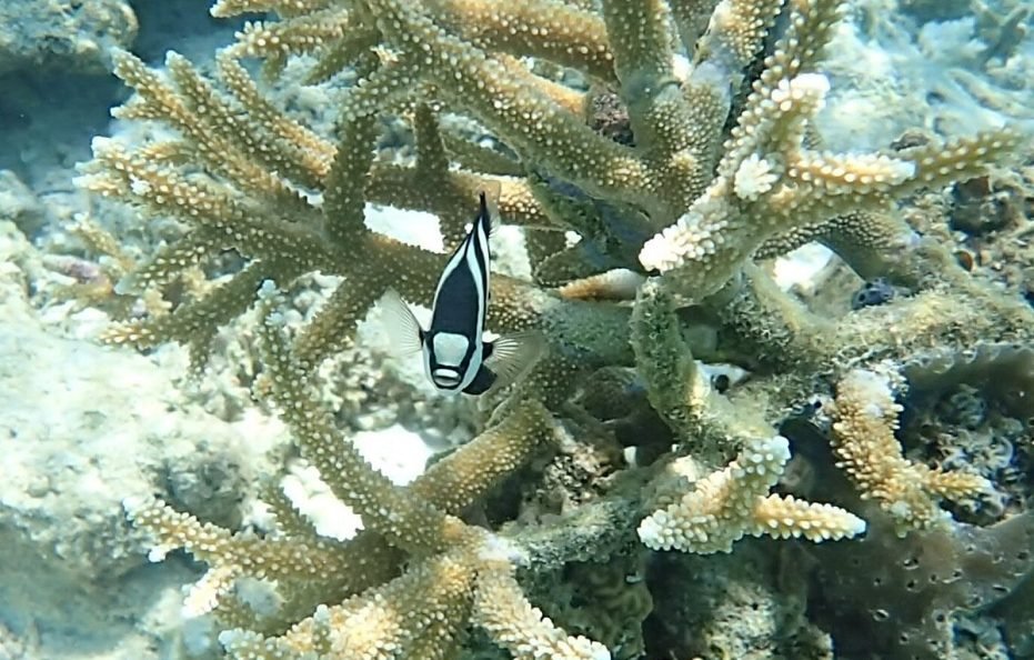 Makunudu Island